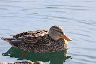 Mexican Duck, ML296615271