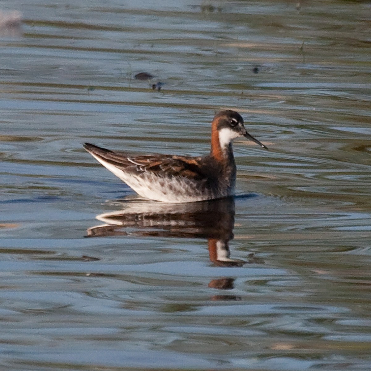 Red-necked Phalarope - Colin Clasen