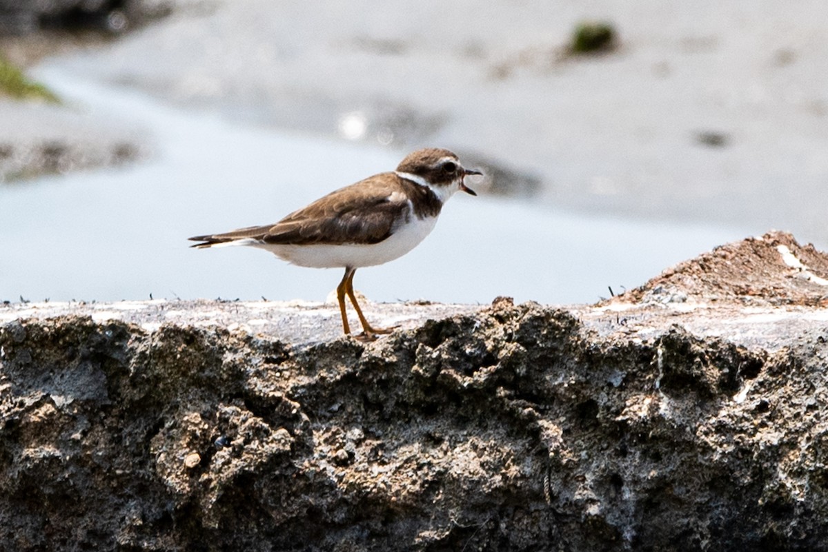 Semipalmated Plover - ML296638401