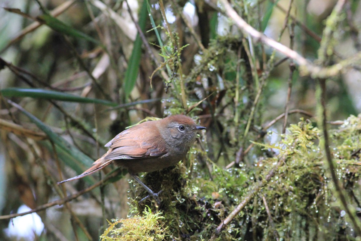 Silvery-throated Spinetail - ML296640411