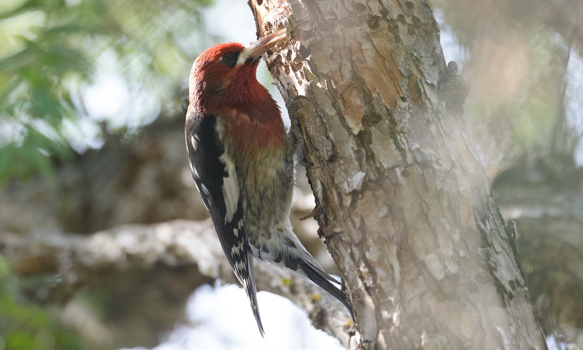 Red-breasted Sapsucker - ML296643631