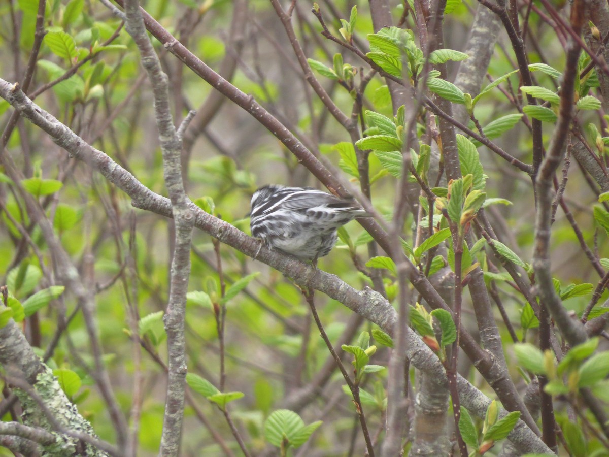 Black-and-white Warbler - Andy de Champlain