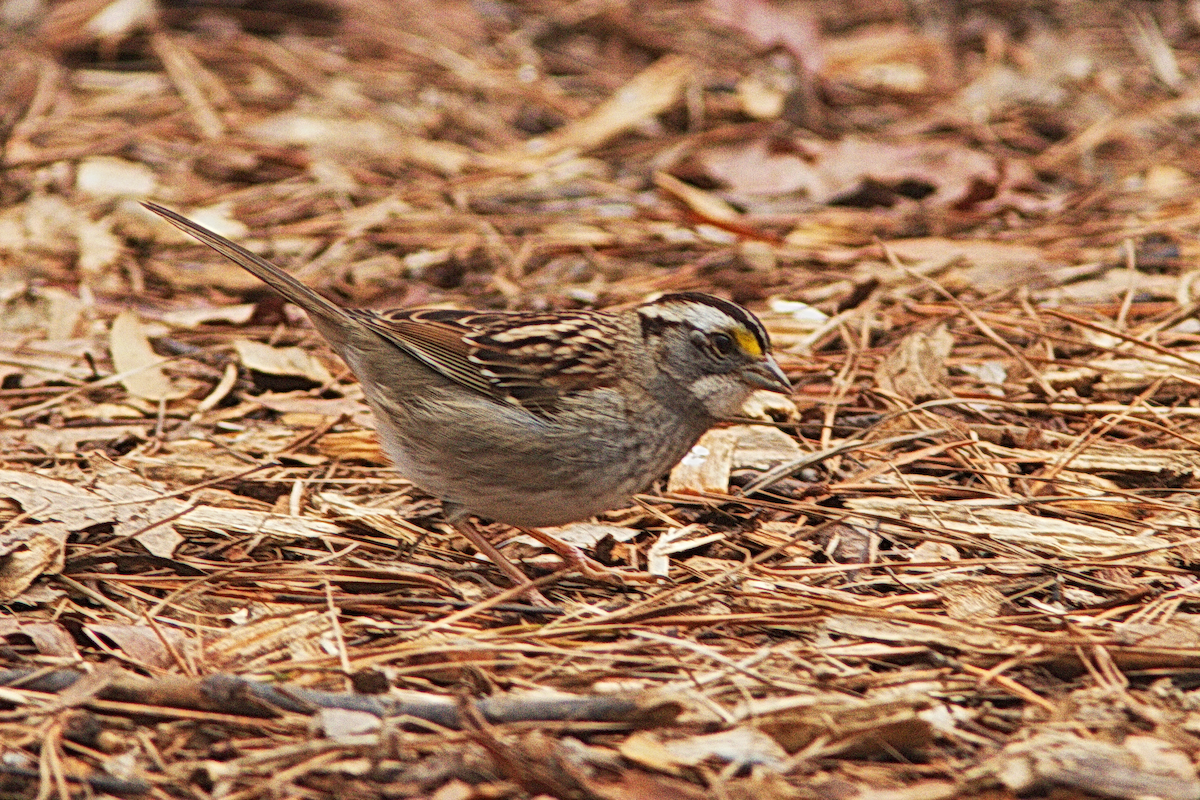 White-throated Sparrow - ML296648071
