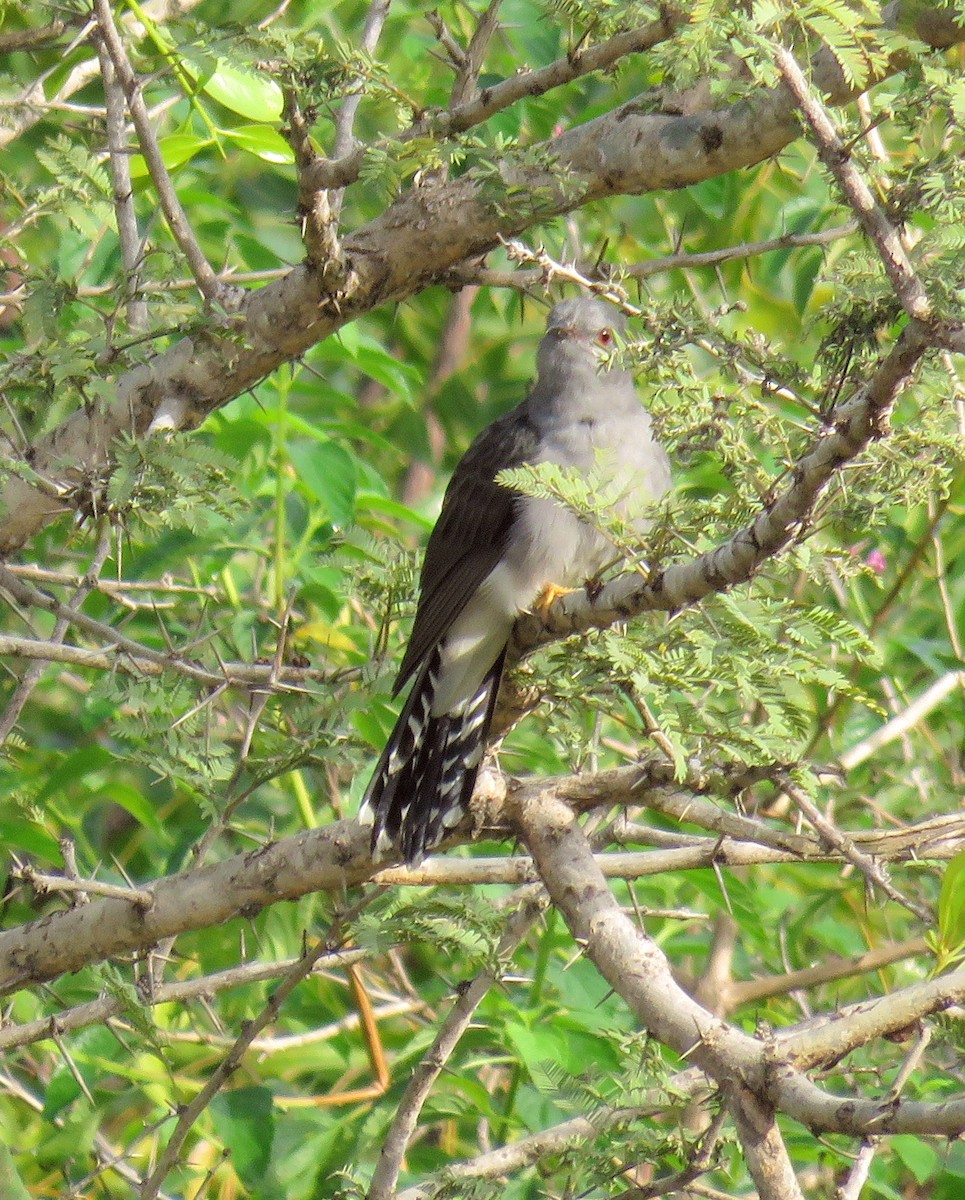 Gray-bellied Cuckoo - ML296657721