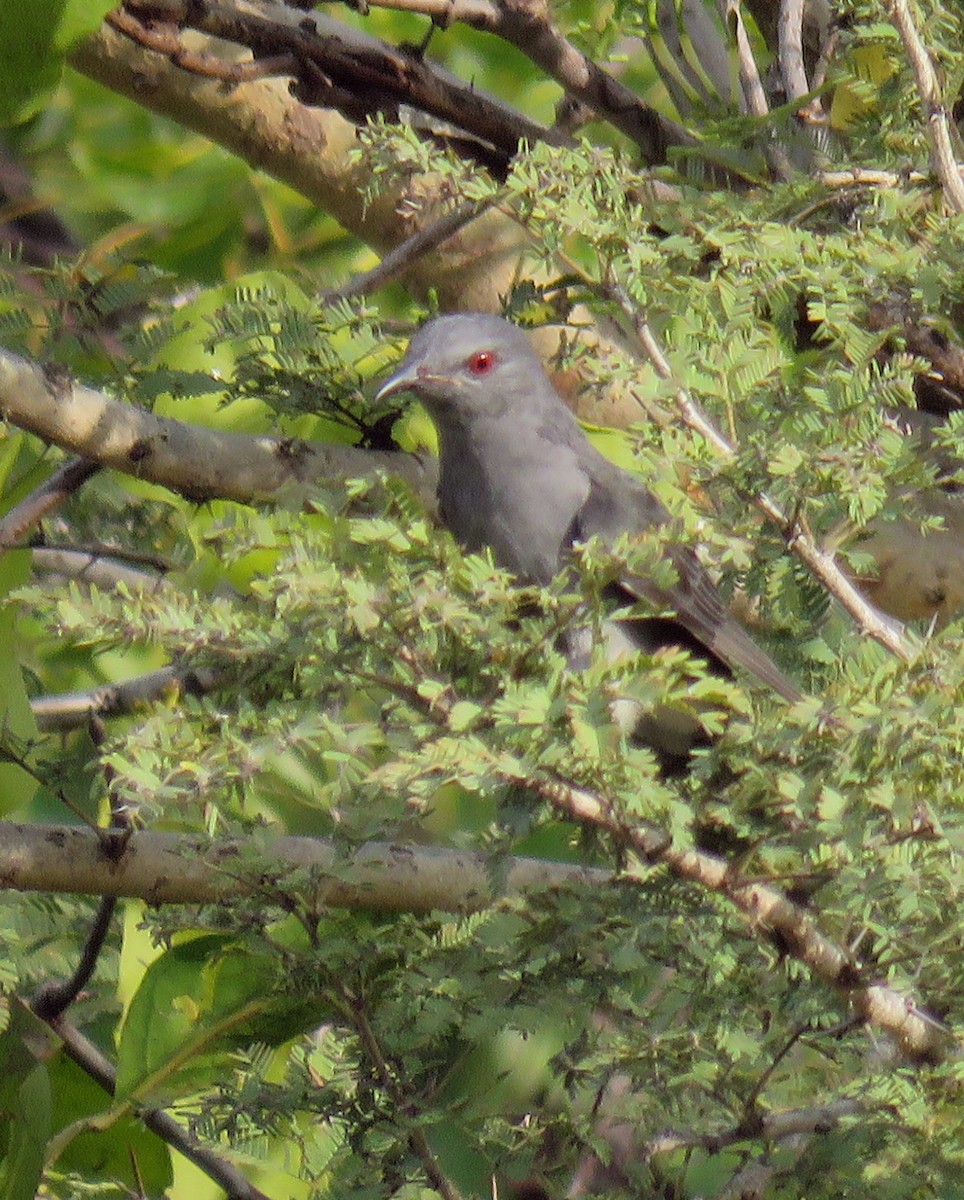 Gray-bellied Cuckoo - ML296657761