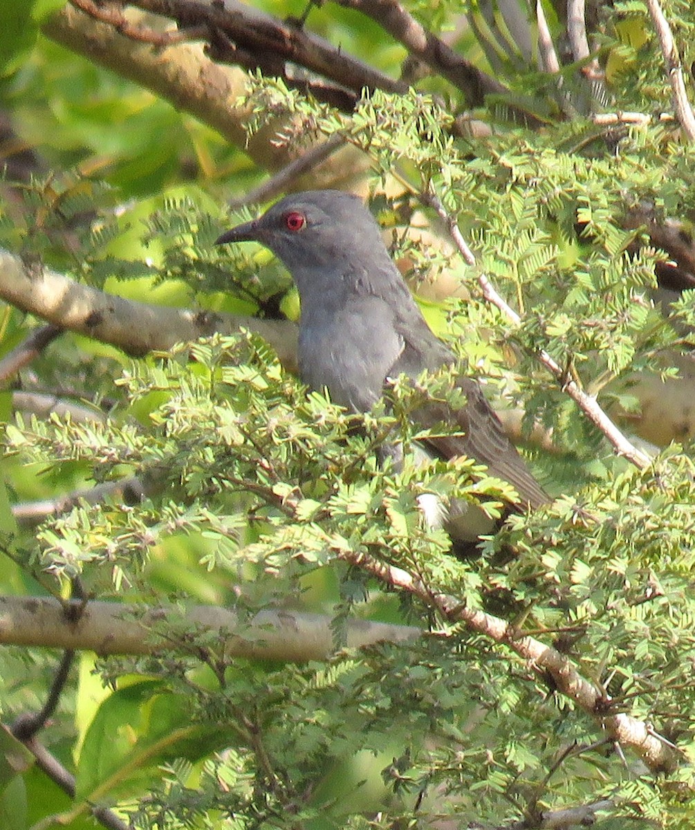Gray-bellied Cuckoo - ML296657791