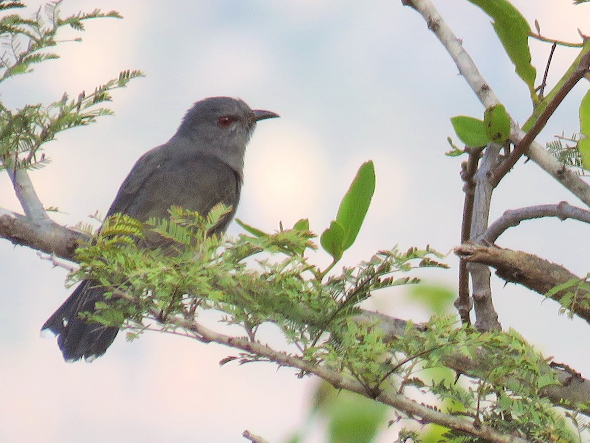 Gray-bellied Cuckoo - ML296657851