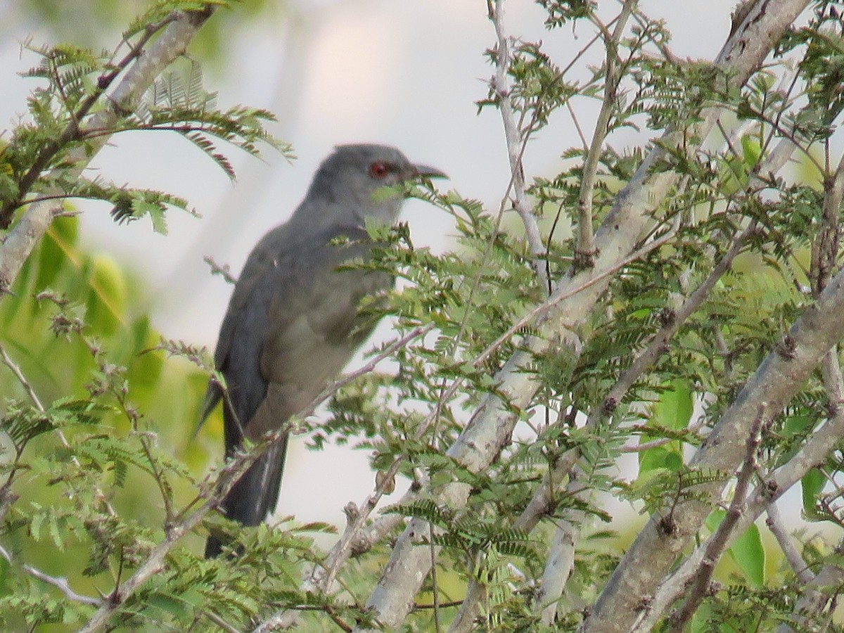 Gray-bellied Cuckoo - ML296657911