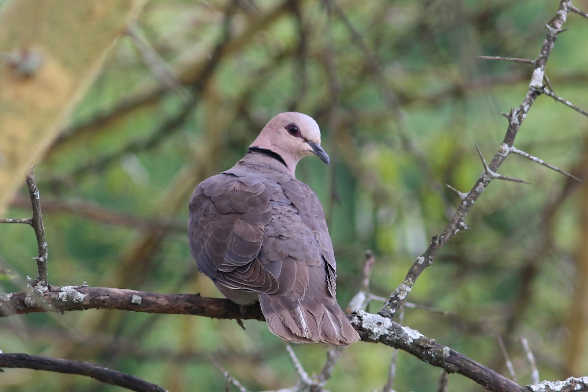 Red-eyed Dove - george parker