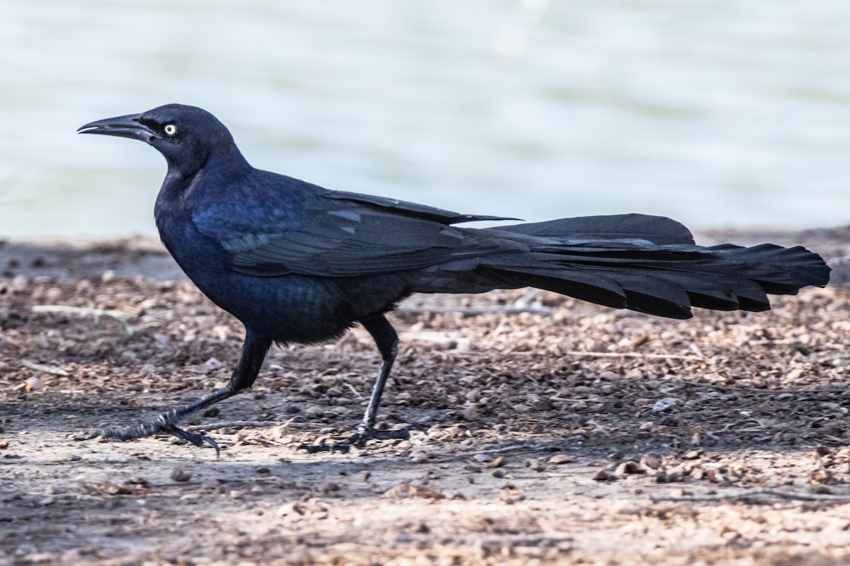 Great-tailed Grackle - Dale Bargmann