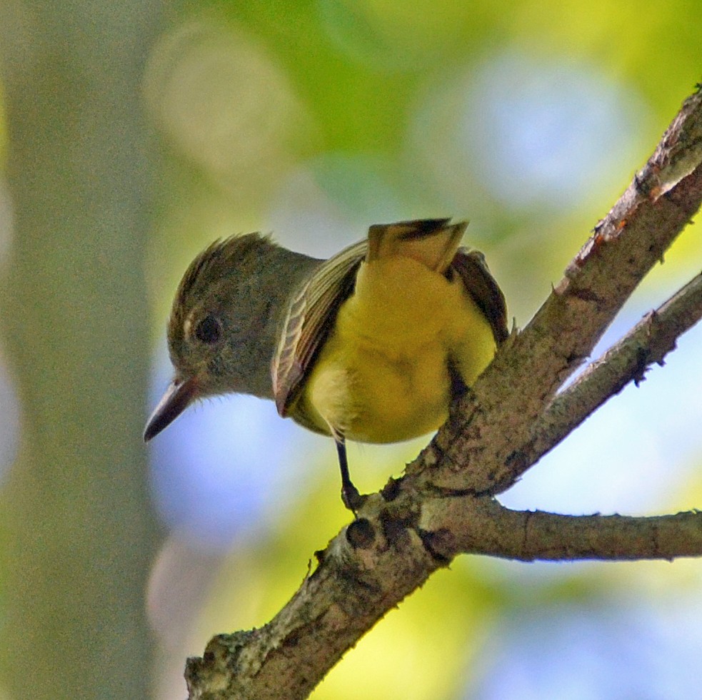 Great Crested Flycatcher - ML29667581