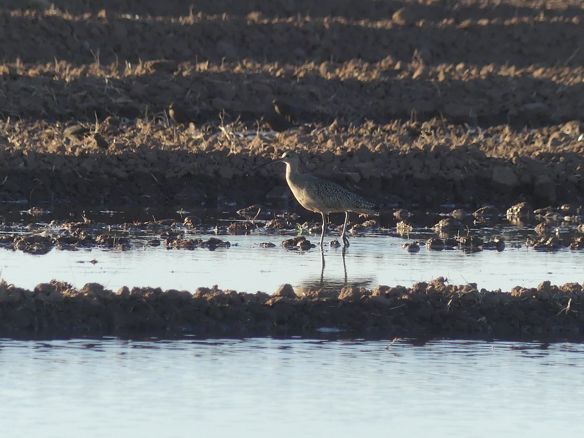 Long-billed Curlew - ML296676261