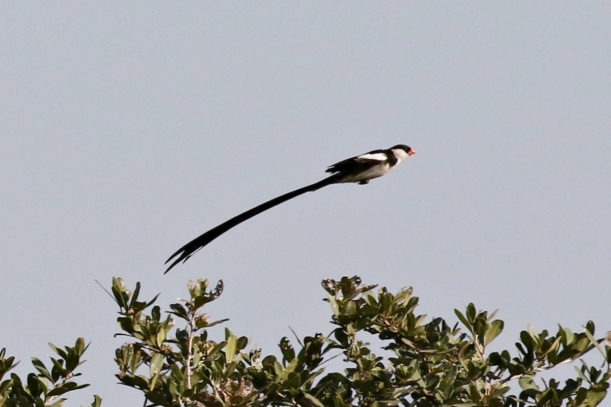 Pin-tailed Whydah - ML296682801