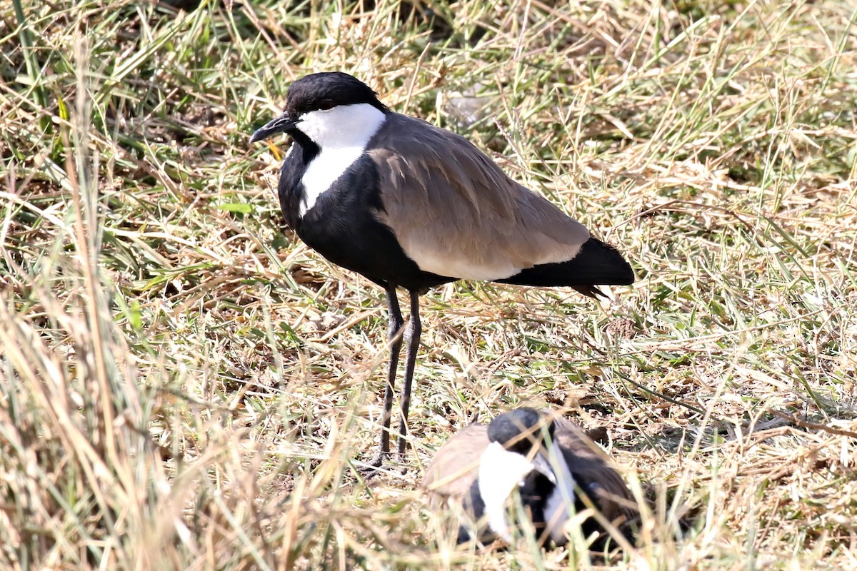 Spur-winged Lapwing - ML296683281