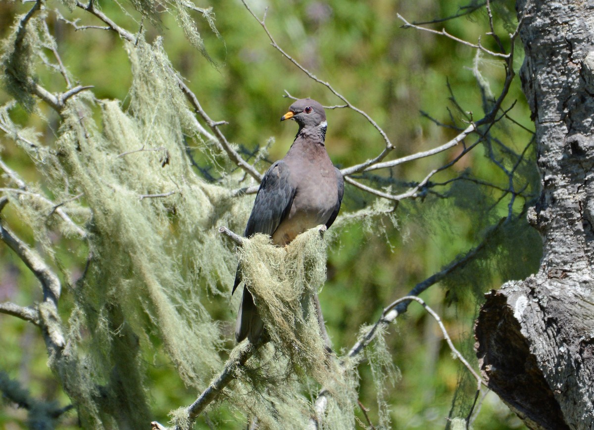 Band-tailed Pigeon - ML29668561