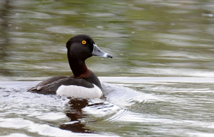 Ring-necked Duck - Donald Gorham
