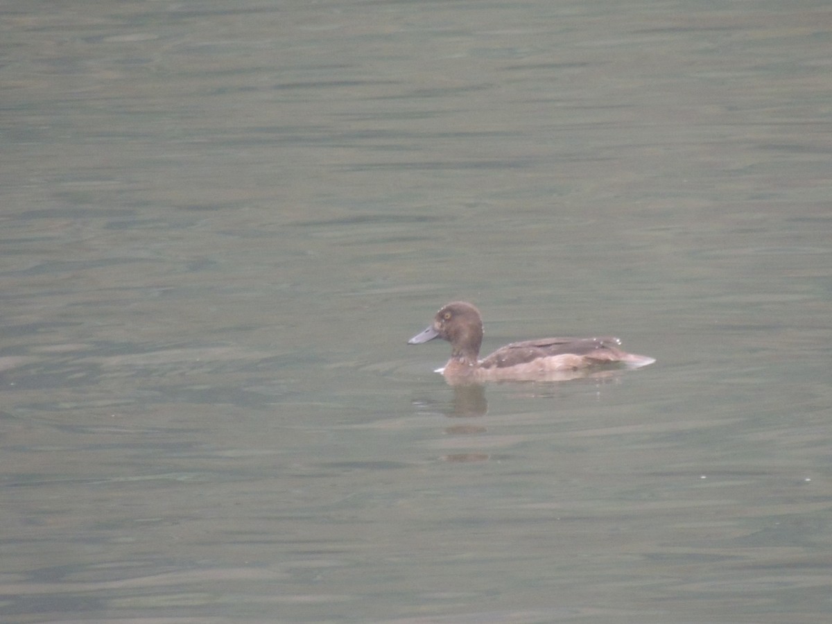Greater Scaup - weiting hsiao