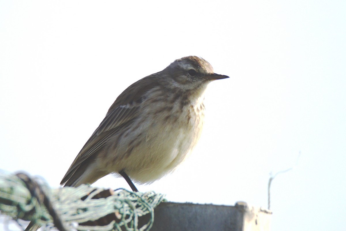 Water Pipit - ML296696111