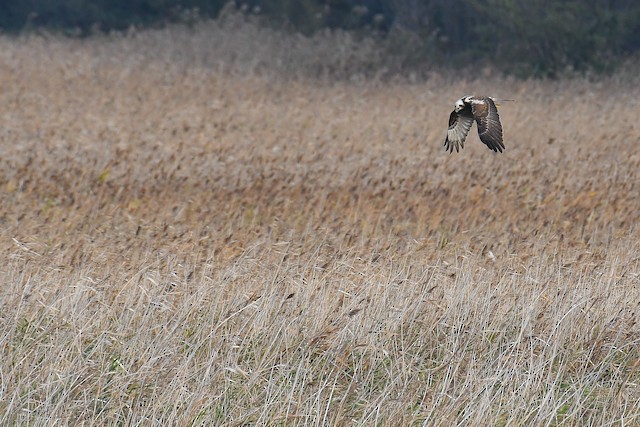 Eastern Marsh-Harrier