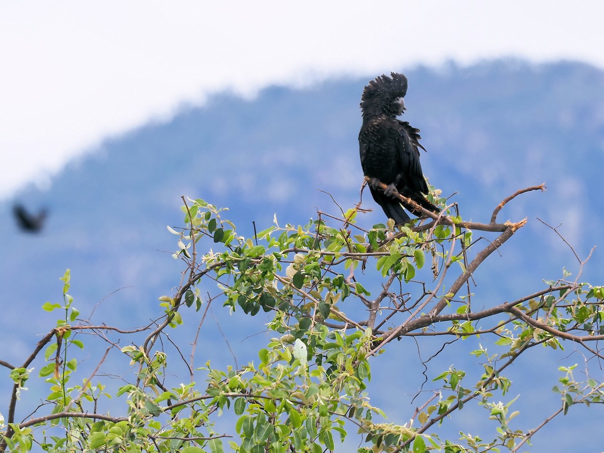 Red-tailed Black-Cockatoo - ML296697771