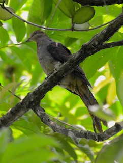 Little Cuckoo-Dove, ML296698031