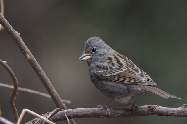 クロジ Ebird