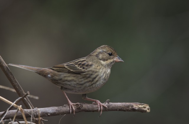 クロジ Ebird