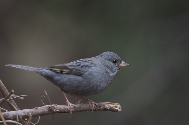 クロジ Ebird