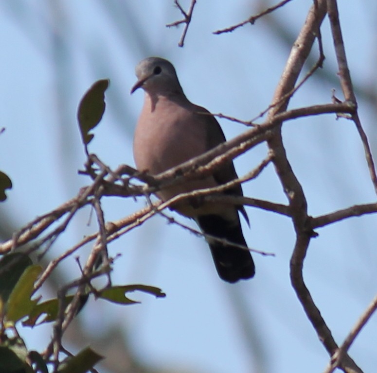 Emerald-spotted Wood-Dove - ML296698231