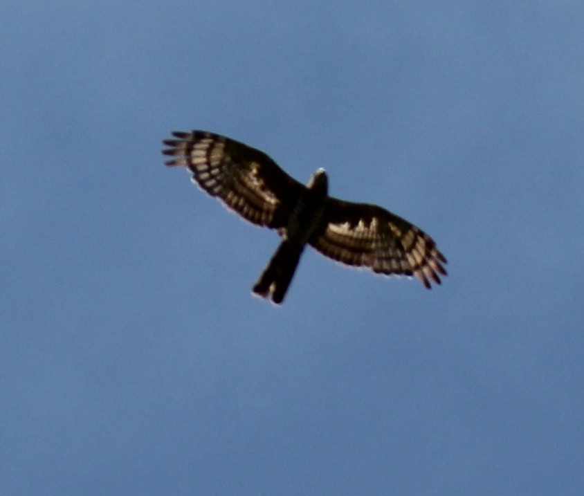 African Cuckoo-Hawk - ML296698291