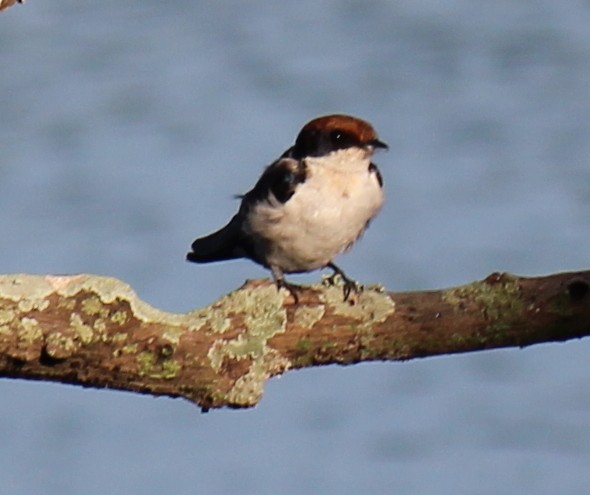 Wire-tailed Swallow - ML296698461