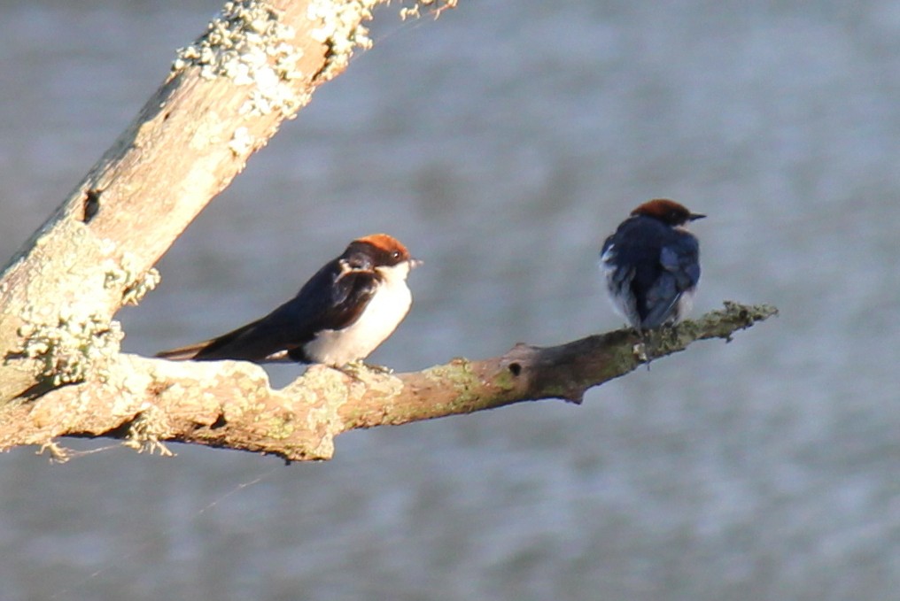 Wire-tailed Swallow - ML296698471