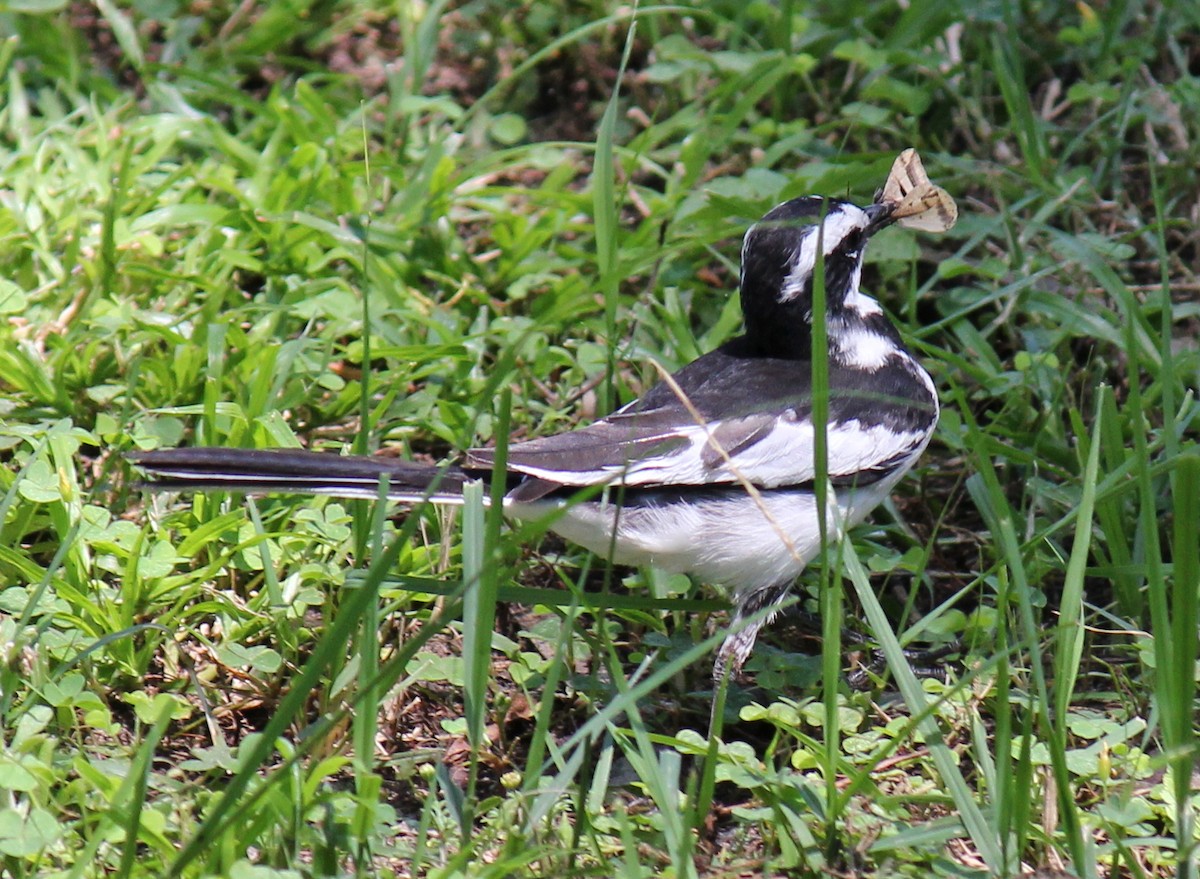African Pied Wagtail - ML296698591