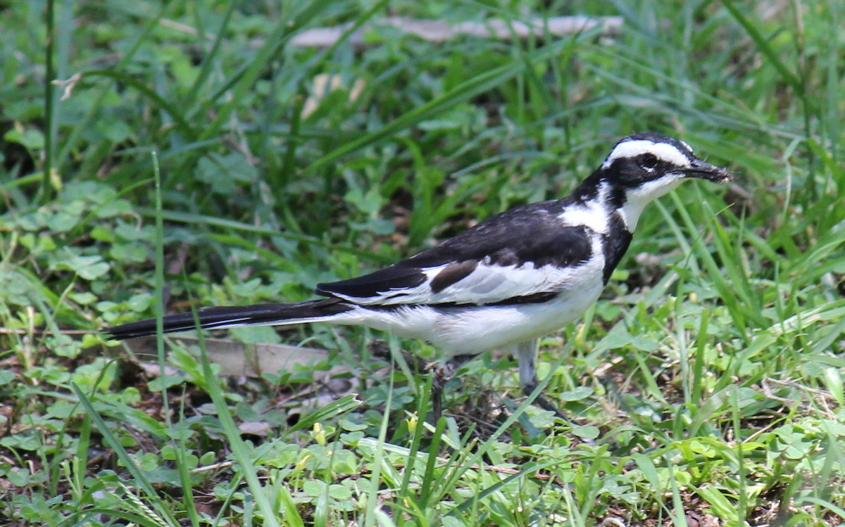 African Pied Wagtail - ML296698601
