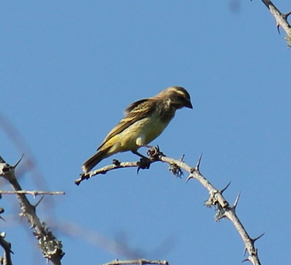 Yellow-fronted Canary - ML296698661