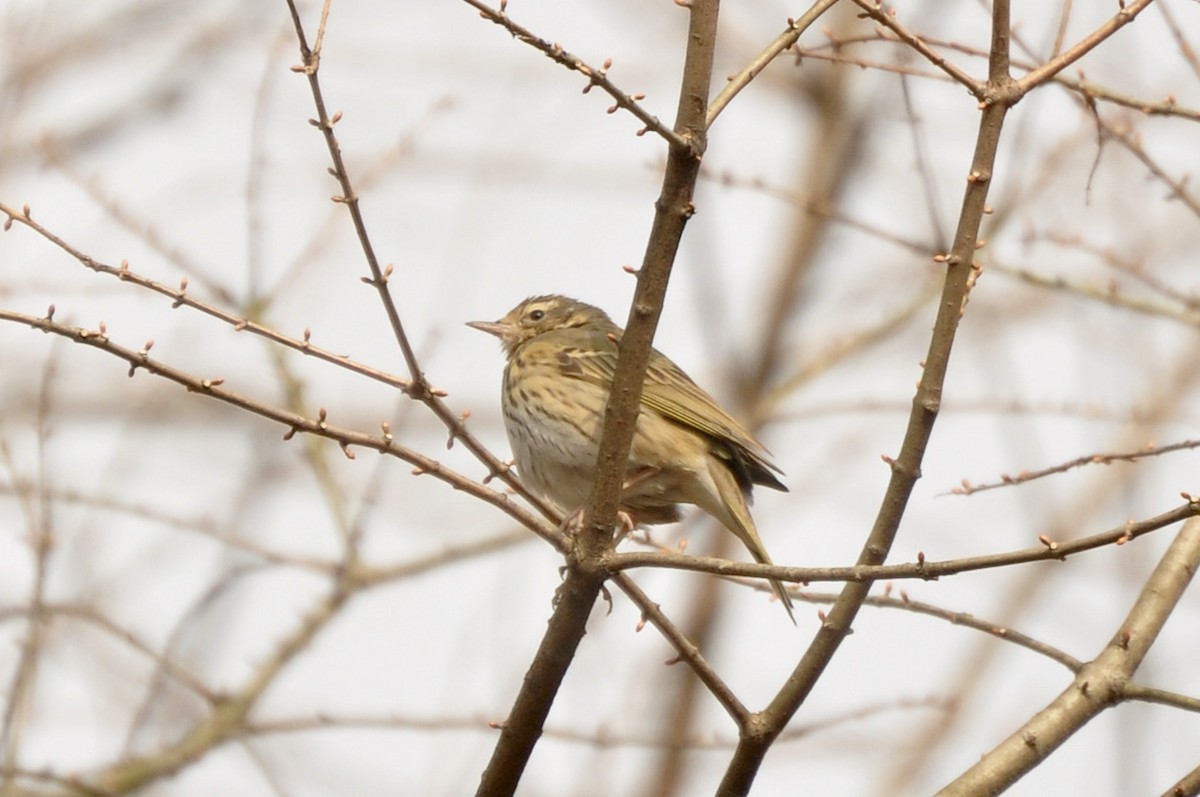 Olive-backed Pipit - ML296699761