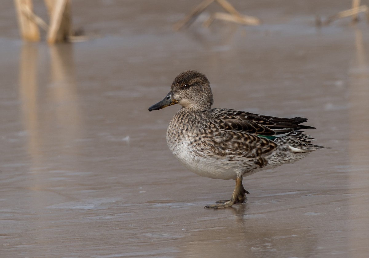 Green-winged Teal - ML296704731