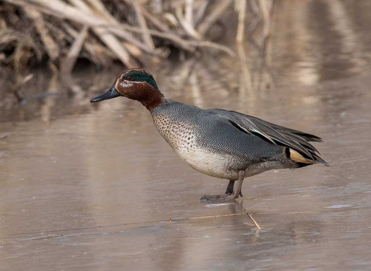 Green-winged Teal - ML296704741