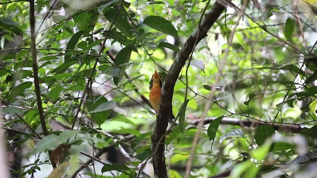 Rufous-collared Kingfisher - ML296707161