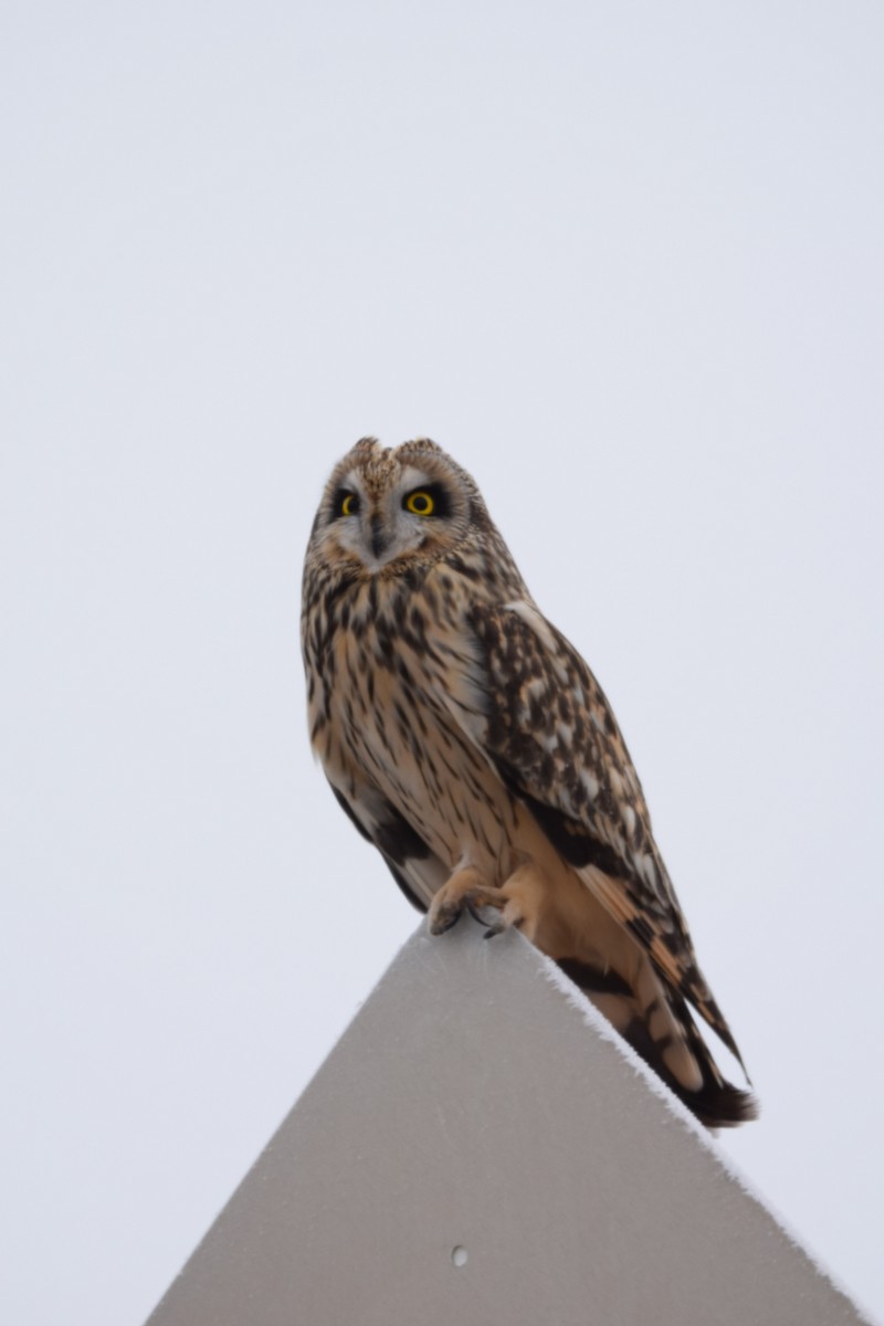Short-eared Owl - ML296707981