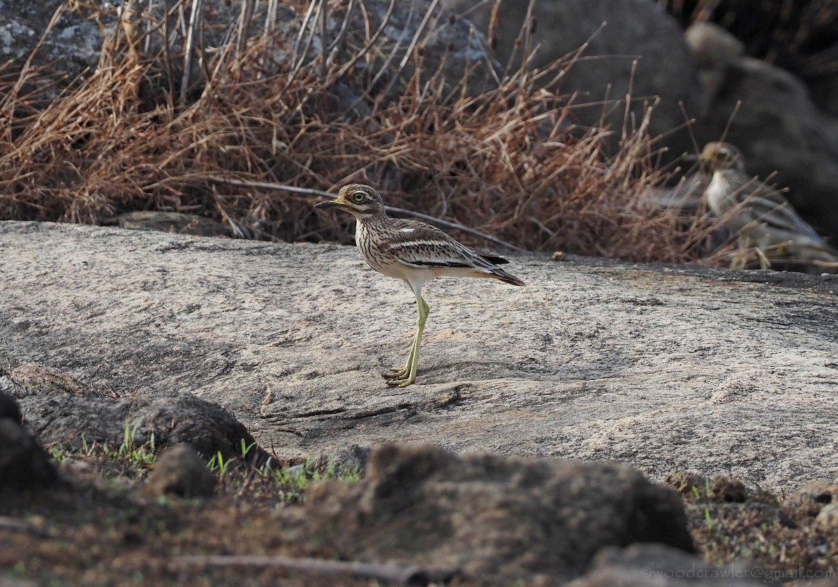Indian Thick-knee - ML296715141