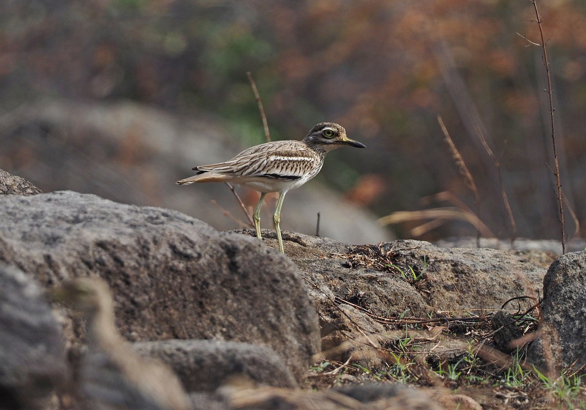 Indian Thick-knee - ML296715161