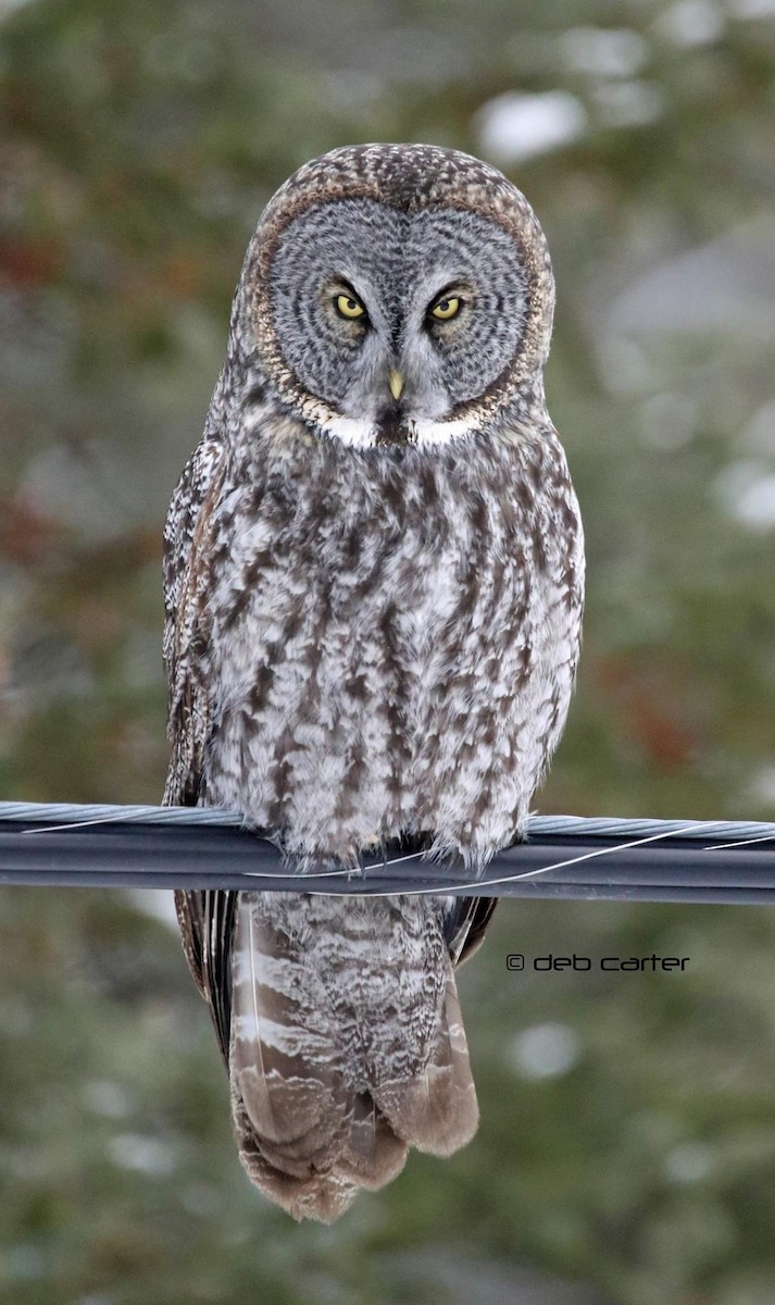 Great Gray Owl - ML296717471