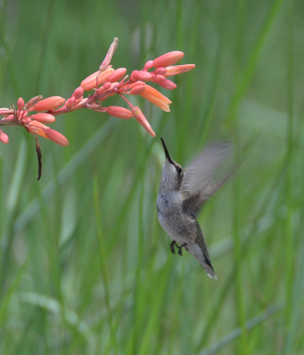 Black-chinned Hummingbird - ML29672041