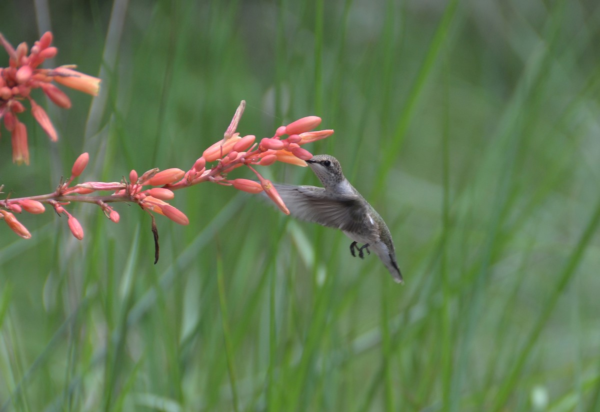 Black-chinned Hummingbird - Laura Dow
