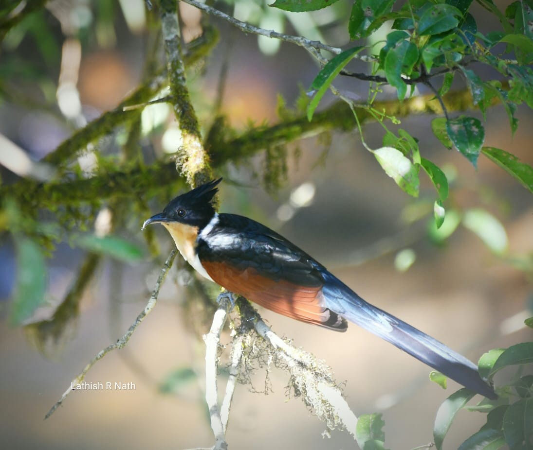 Chestnut-winged Cuckoo - raveendran kc
