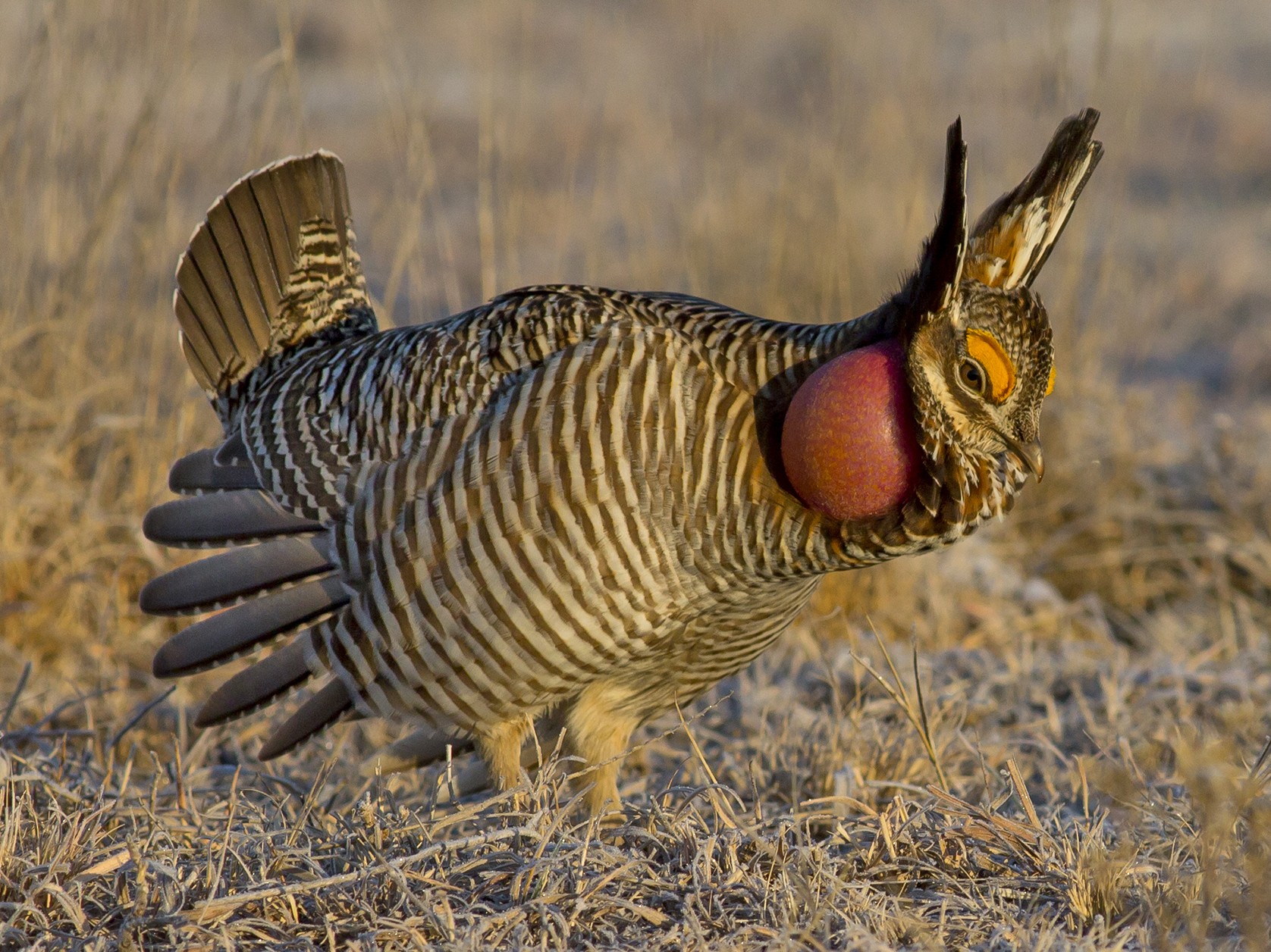 Lesser Prairie-Chicken - Alex Eberts