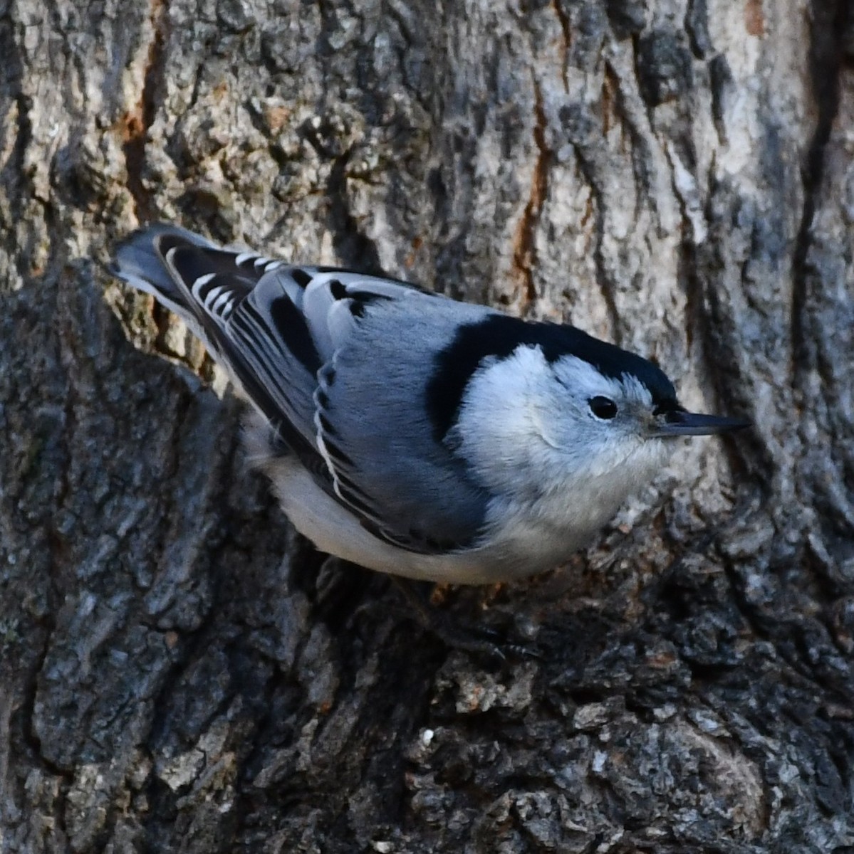 White-breasted Nuthatch - Kevin Kelly