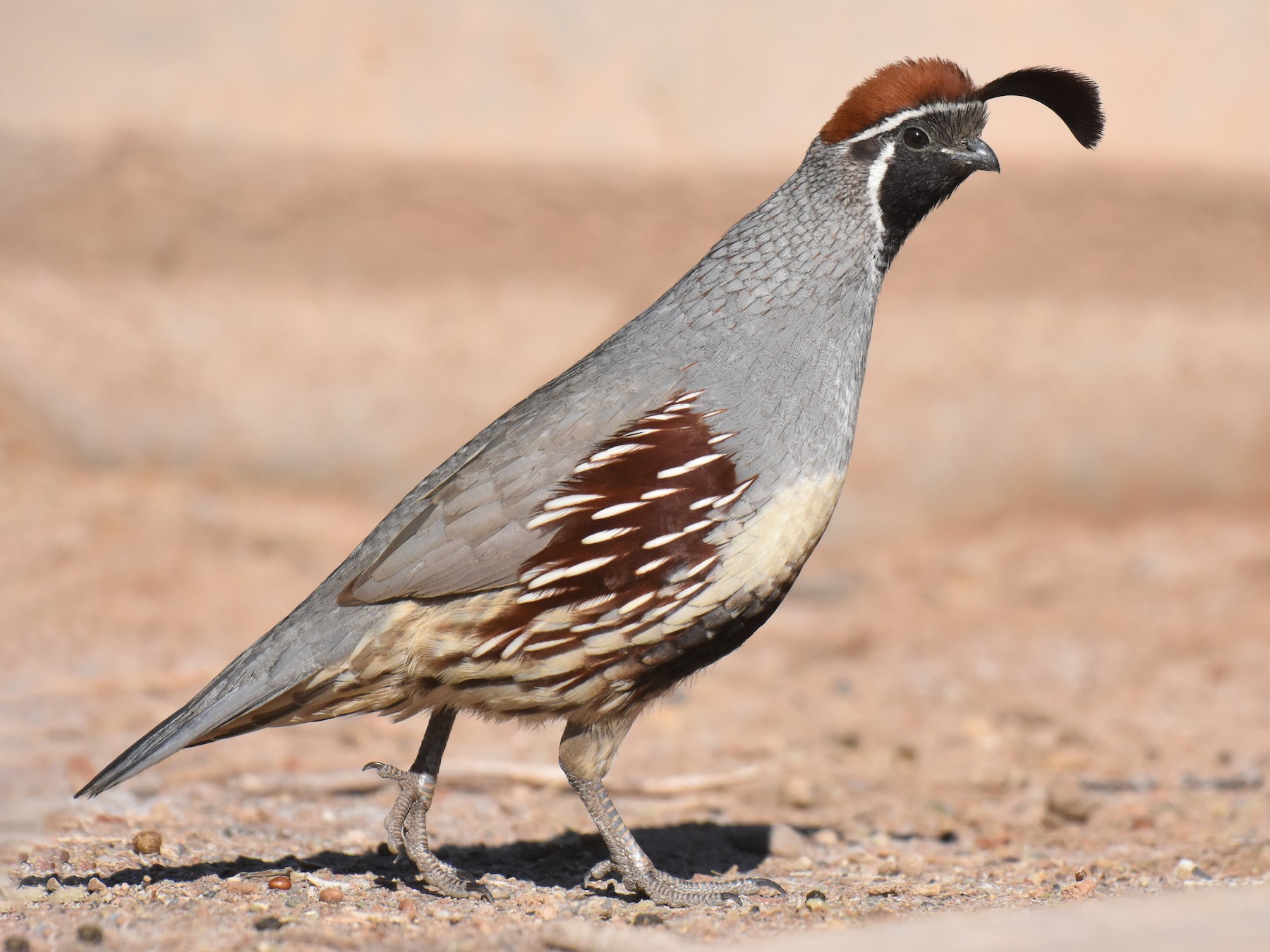 Gambel's Quail - Jason Vassallo