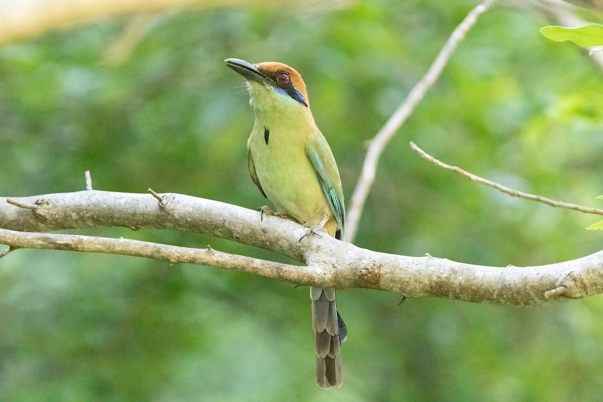 Russet-crowned Motmot - Per Smith
